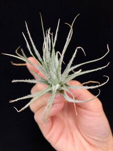 ★ワンコインスタート★Tillandsia tectorum from TI. ティランジア エアプランツ 