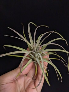 ★ワンコインスタート★Tillandsia concolor x streptophylla エアープランツ ティランジア