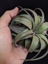 ★ワンコインスタート★ Tillandsia 'Eric Knobloch' （T. brachycaulos x streptophylla) ティランジア エアプランツ _画像6