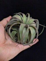 ★ワンコインスタート★ Tillandsia 'Eric Knobloch' （T. brachycaulos x streptophylla) ティランジア エアプランツ _画像7