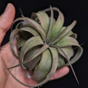 ★ワンコインスタート★ Tillandsia 'Eric Knobloch' （T. brachycaulos x streptophylla) ティランジア エアプランツ の画像1