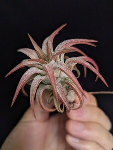 ★ワンコインスタート★Tillandsia vanhyningii ‘Red Dragon’ エアープランツ ティランジア 