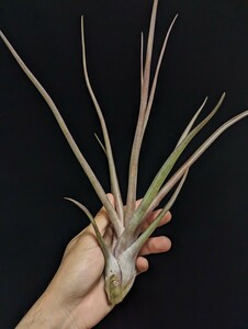 ★ワンコインスタート★Tillandsia 'Mali Dofitas' (T.caput-medusae x bulbosa) ティランジア エアプランツ 