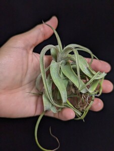 ★ワンコインスタート★Tillandsia streptophylla ティランジア エアプランツ 