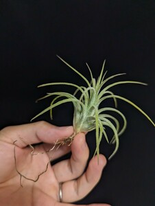 ★ワンコインスタート★Tillandsia ionantha ‘Curly Leaf’ ティランジア エアプランツ 