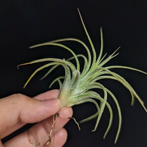 ★ワンコインスタート★Tillandsia ionantha ‘Curly Leaf’ ティランジア エアプランツ の画像4