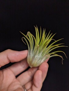 ★ワンコインスタート★Tillandsia ionantha ‘Rubra’ from Tropiflora ティランジア エアプランツ 