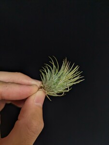 ★ワンコインスタート★Tillandsia ionantha 'Hazelnut’ from TI ティランジア エアプランツ 