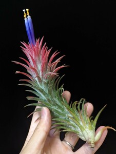 ★ワンコインスタート★Tillandsia 'Wait 'n See' (T.vanhyningii x ionantha 'Druid') from Tropiflora ティランジア エアプランツ 