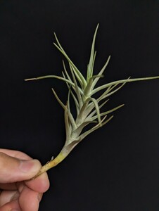 ★ワンコインスタート★Tillandsia cocoensis エアープランツ ティランジア