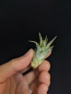 ★ワンコインスタート★Tillandsia vanhyningii Green Dragon ティランジア エアプランツ 