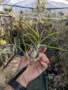 ★ワンコインスタート★Tillandsia 'DeEtte'（T. Califano X bulbosa (Belize, large form)）from Jerry Domingo ティランジア