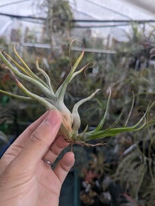 ★ワンコインスタート★Tillandsia 'The Perfect Blend' (T. 'Lucille' x bulbosa) from RFI ティランジア エアプランツ 