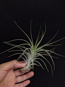 ★ワンコインスタート★Tillandsia 'Funky Billy' (T. albida x funckiana) ティランジア エアプランツ 