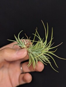 ★ワンコインスタート★Tillandsia ionantha 'Fatboy’ from TI ティランジア エアプランツ 