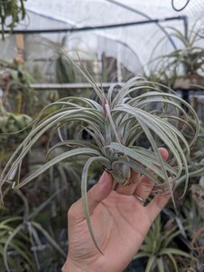 ★ワンコインスタート★Tillandsia 'Jumping for Joy' (T. ionantha x exserta) エアープランツ ティランジア