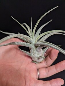 ★ワンコインスタート★ Tillandsia 'Lucille' (T.ehlersiana x streptophylla) ティランジア エアプランツ 