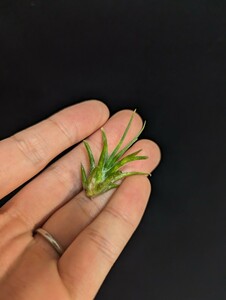 ★ワンコインスタート★Tillandsia caput-medusae x ionantha dwarf form ティランジア エアプランツ 