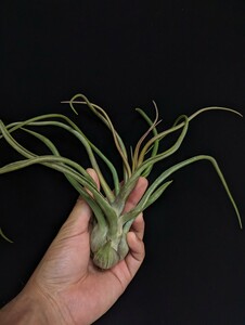 ★ワンコインスタート★Tillandsia 'Showtime' (T.bulbosa x streptophylla) ティランジア エアプランツ 