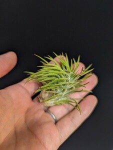 ★ワンコインスタート★Tillandsia ionantha ‘Huamelula’ ティランジア エアプランツ 