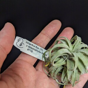 ★11,111円スタート★Tillandsia ionantha Ron (TI) x streptophylla Belize #718 YCB nursery ティランジア エアプランツの画像2