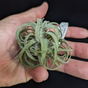 ★11,111円スタート★Tillandsia ionantha Ron (TI) x streptophylla Belize #718 YCB nursery ティランジア エアプランツの画像7