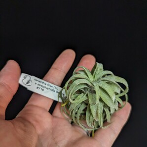 ★11,111円スタート★Tillandsia ionantha Ron (TI) x streptophylla Belize #718 YCB nursery ティランジア エアプランツの画像1