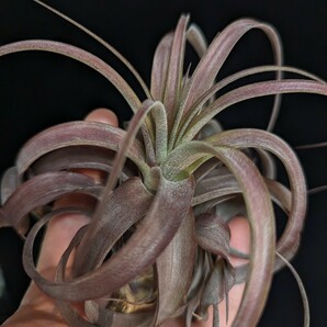 ★ワンコインスタート★Tillandsia ‘Love Knot’ (T.capitata x streptophylla) エアープランツ ティランジア の画像2