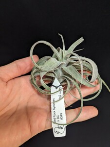 ★11,111円スタート★Tillandsia 'Bird Rock Symmetry' x 'Bea Correale' #349 YCB nursery ティランジア エアプランツ