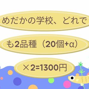 めだかの学校！2品種選択制　有精卵　（20個+α）×2