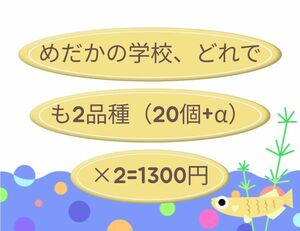 はる様専用！五色タイプRアースアイ、出目目前メダカ　有精卵　（20個+α）×2