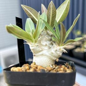 パキポディウム デンシフローラム Pachypodium densiflorum コーデックス 塊根植物多肉植物 ビザールプランツ 検索グラキリス の画像1