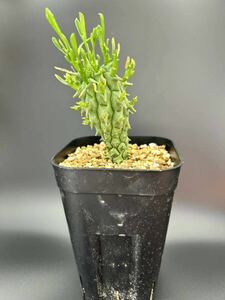 ユーフォルビア スコエンラディ 闘牛角 Euphorbia schoenladii 塊根植物