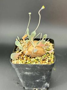 オトンナ カカリオイデス Othonna cacalioides 塊根植物