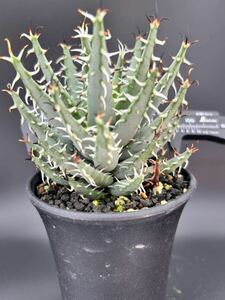  aloe erina care Aloe erinacea search agave chitanota cactus 