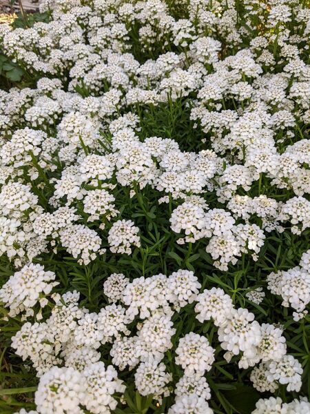 イベリス　長い茎３本　挿し穂用　サカタのタネ　宿根　無農薬