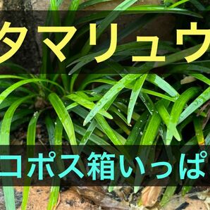 (5)タマリュウ　リュウノヒゲ　ジャノヒゲ　ネコポス箱一杯　和風庭園　花壇縁取り　下草　雑草抑えにもどうぞ