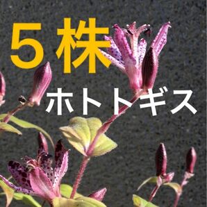 ホトトギス(3)　山野草　抜き苗5株