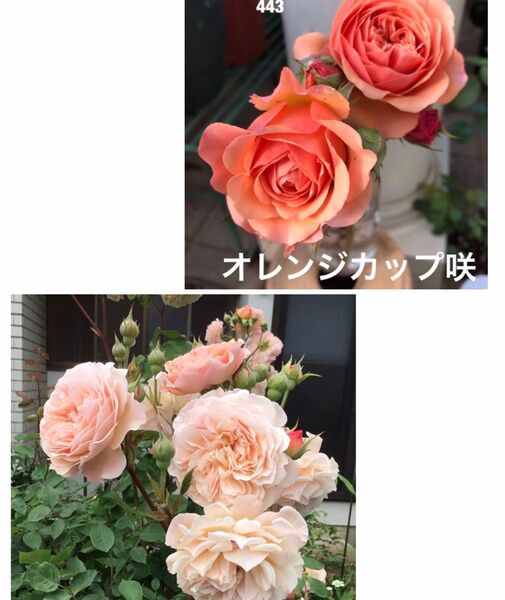 バラさし穂 3本 品種不明