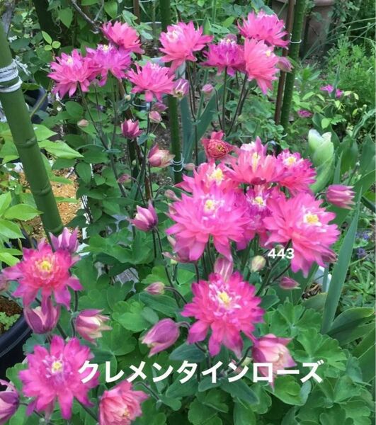 西洋オダマキ　花の種　クレメンタインローズ　25粒