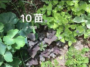 ムラサキミツバ　20苗　野菜苗　花苗