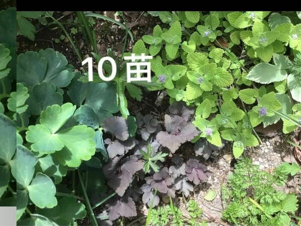 ムラサキミツバ　10苗　花苗　野菜苗