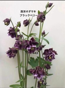 西洋オダマキ ブラックベリー 花の種　25粒