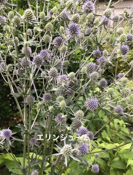 エリンジューム 宿根草 花苗 3苗