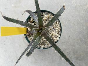 Dyckia (Nagas x Immortal) x Samed Rtp