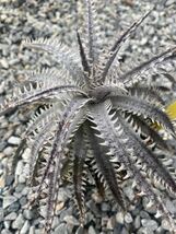 Dyckia Nagas Hybrid PS#3_画像2