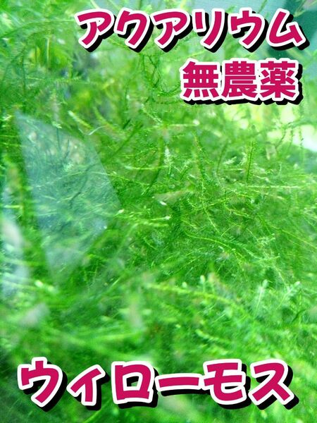 【無農薬】ウィローモス　アクアリウム　水草