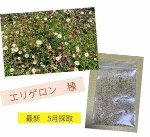 エリゲロン 源平小菊 種 約500粒以上　2024年5月採取