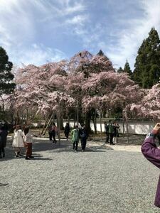 1円　桜　画像　相互　ピンク　即決　送料無料　8