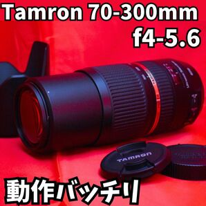 【2本目にピッタリ！！】　Tamron 70-300mm キャノンマウント　デジタル一眼レフ　一眼レフレンズ　美品　動作バッチリ